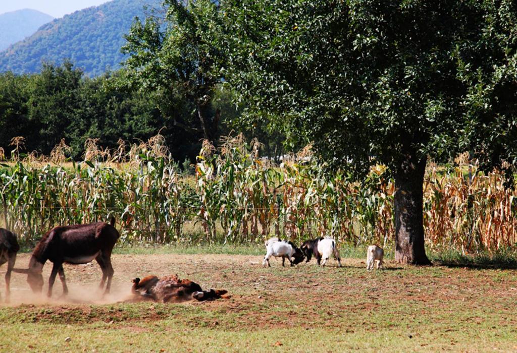 Azienda Agrituristica Pericle Монтелла Экстерьер фото