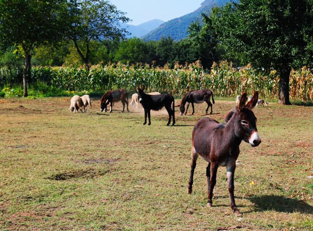 Azienda Agrituristica Pericle Монтелла Экстерьер фото