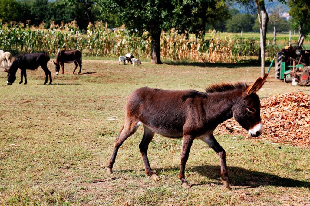 Azienda Agrituristica Pericle Монтелла Экстерьер фото